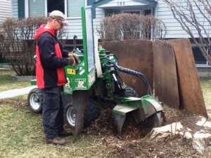BVT Stump Removal 02-01 BVT Stump Removal 02-01