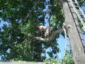 BVT Tree Removal 03-02