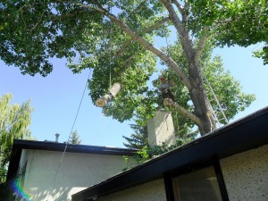 BVT Tree Removal 03-05
