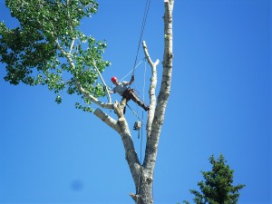 BVT Tree Removal 09-02