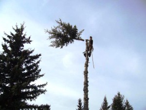 BVT Tree Removal 13-01