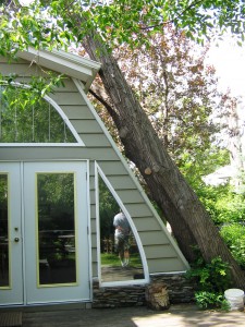 BVT Tree Removal 16-01