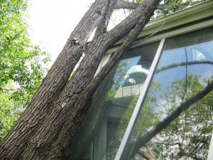 BVT Tree Removal 16-02