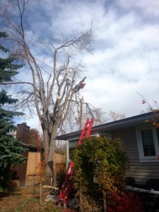 BVT Tree Removal 17-01