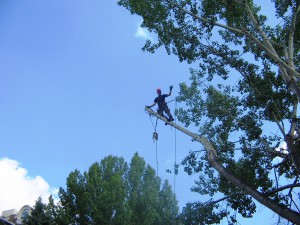 BVT Tree Removal 19-01