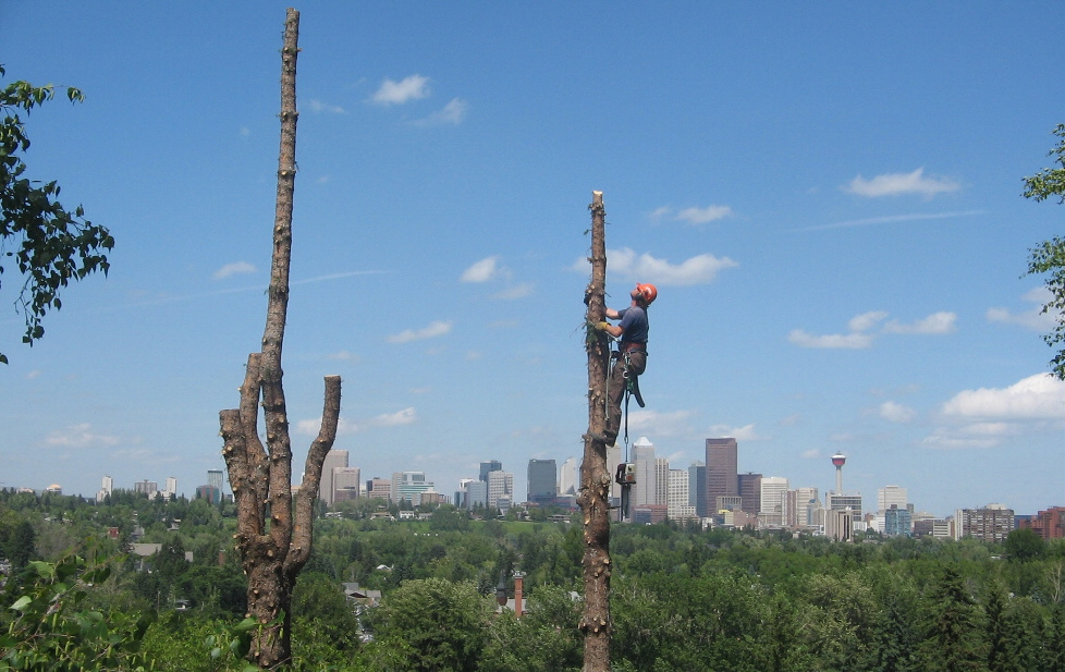 Guy Trimming Tree