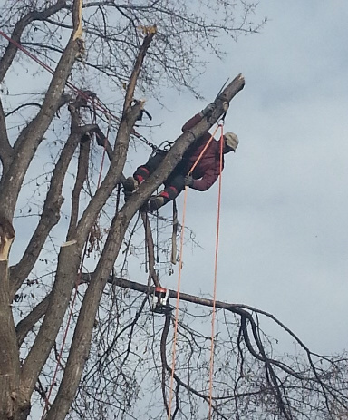 Arborist Pruning a Tree