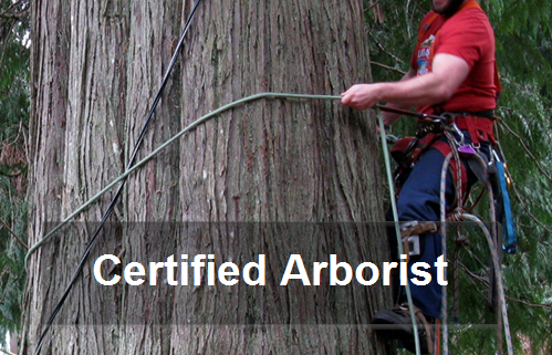 Certified-Arborist